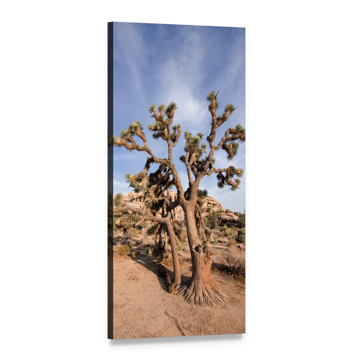 Joshua Tree National Park Landscape Vertical Canvas Wall Art, 1 panel 1 Vertical layout gallery wrapped canvas set, angled product view