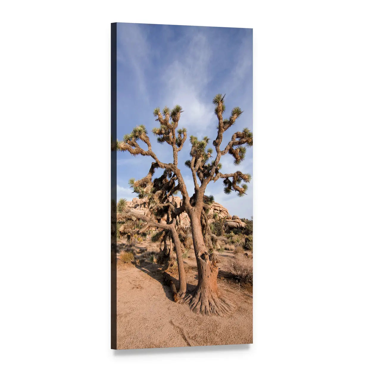 Joshua Tree National Park Landscape Vertical Canvas Wall Art, 1 panel 1 Vertical layout gallery wrapped canvas set, angled product view