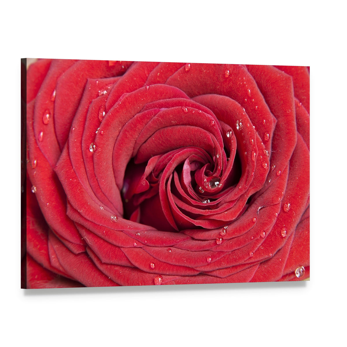 Red Rose Close Up Canvas Wall Art, single panel gallery wrapped canvas, angled product view