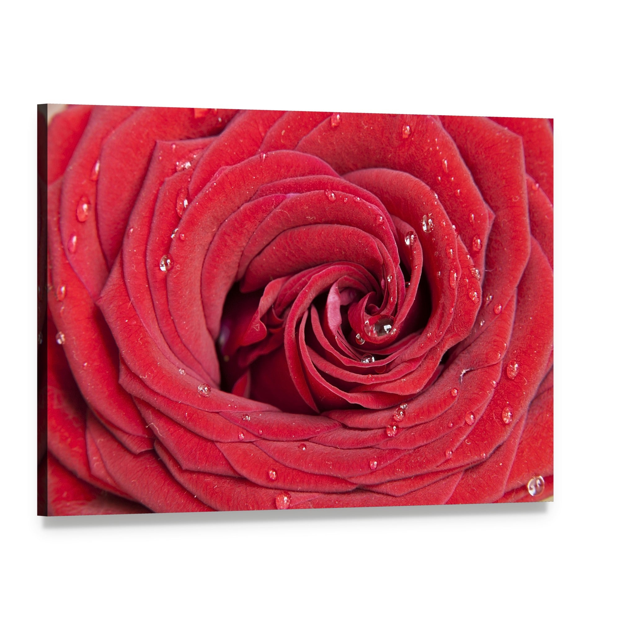 Red Rose Close Up Canvas Wall Art, single panel gallery wrapped canvas, angled product view