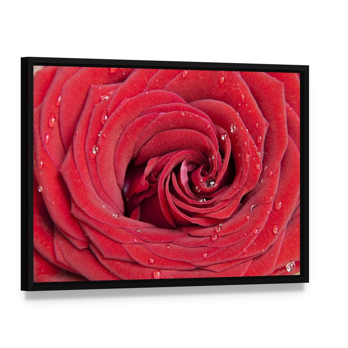 Red Rose Close Up Canvas Wall Art, framed canvas in a black floater frame, angled product view