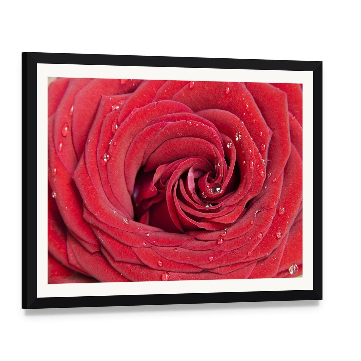 Red Rose Close Up Canvas Wall Art, framed print with white mat and black frame, angled product view