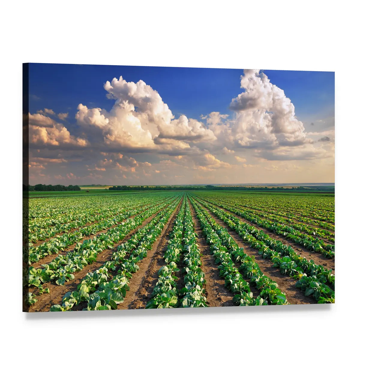 Sunrise Over Cabbage Field Canvas Wall Art, single panel gallery wrapped canvas, angled product view