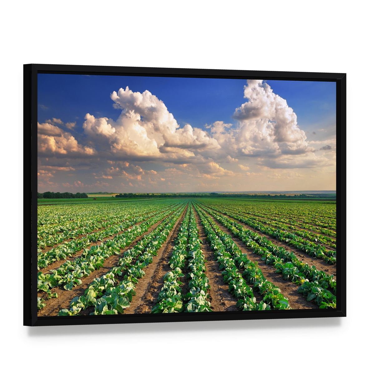 Sunrise Over the Cabbage Field Canvas Wall Art, framed canvas in a black floater frame, angled product view