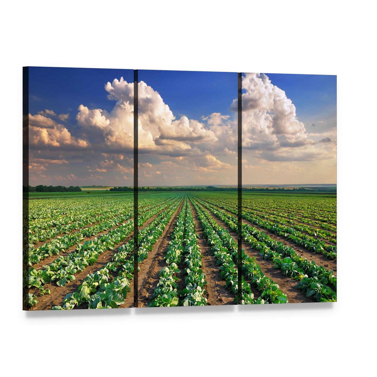 Sunrise Over the Cabbage Field Canvas Wall Art, 3 panel 3 Horizontal layout gallery wrapped canvas set, angled product view