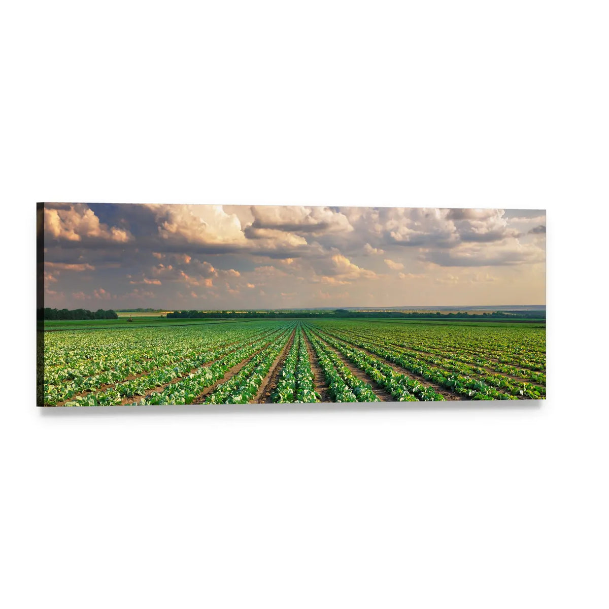 Sunrise Over Cabbage Field Panoramic Canvas Wall Art, single panel gallery wrapped canvas, angled product view