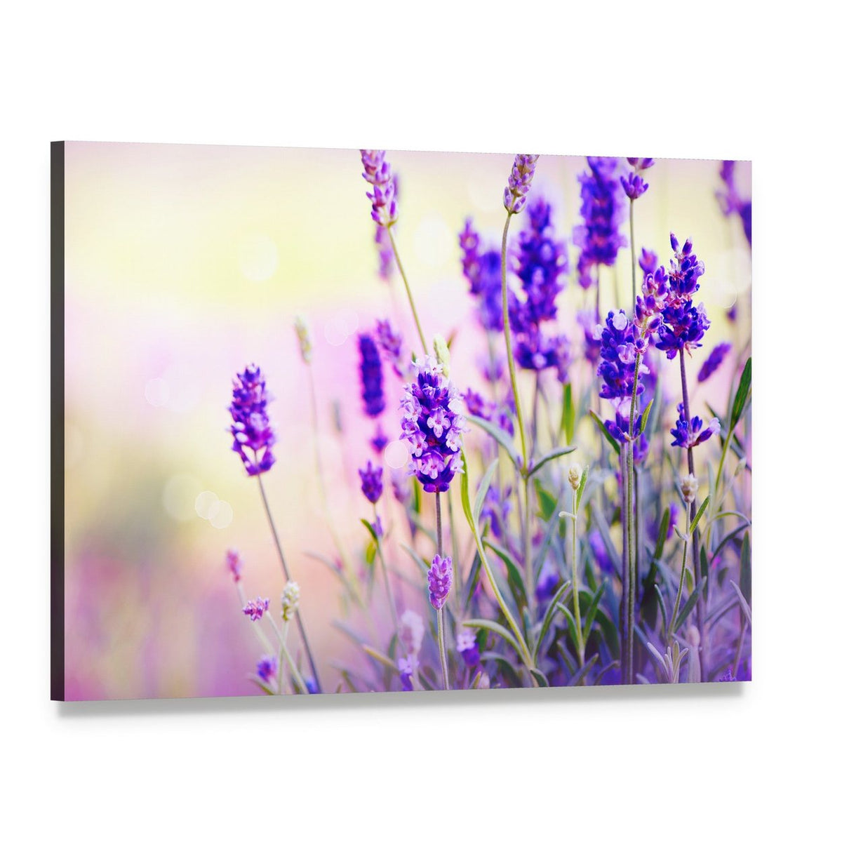 Lavender Field Canvas Wall Art, single panel gallery wrapped canvas, angled product view