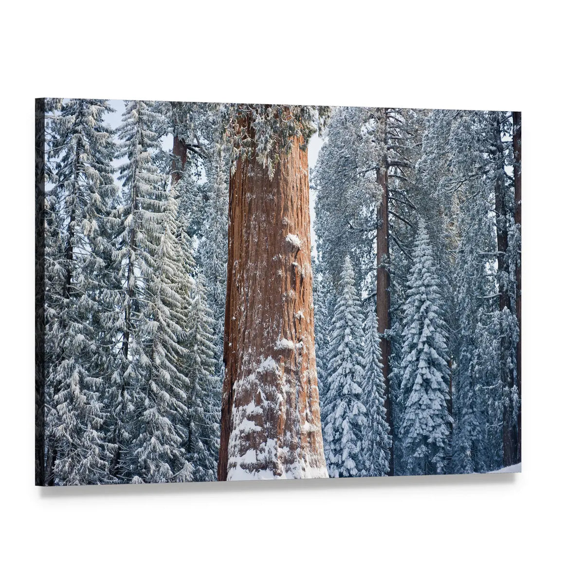 The Giant Sequoia Tree Covered In Snow Canvas Wall Art, single panel gallery wrapped canvas, angled product view