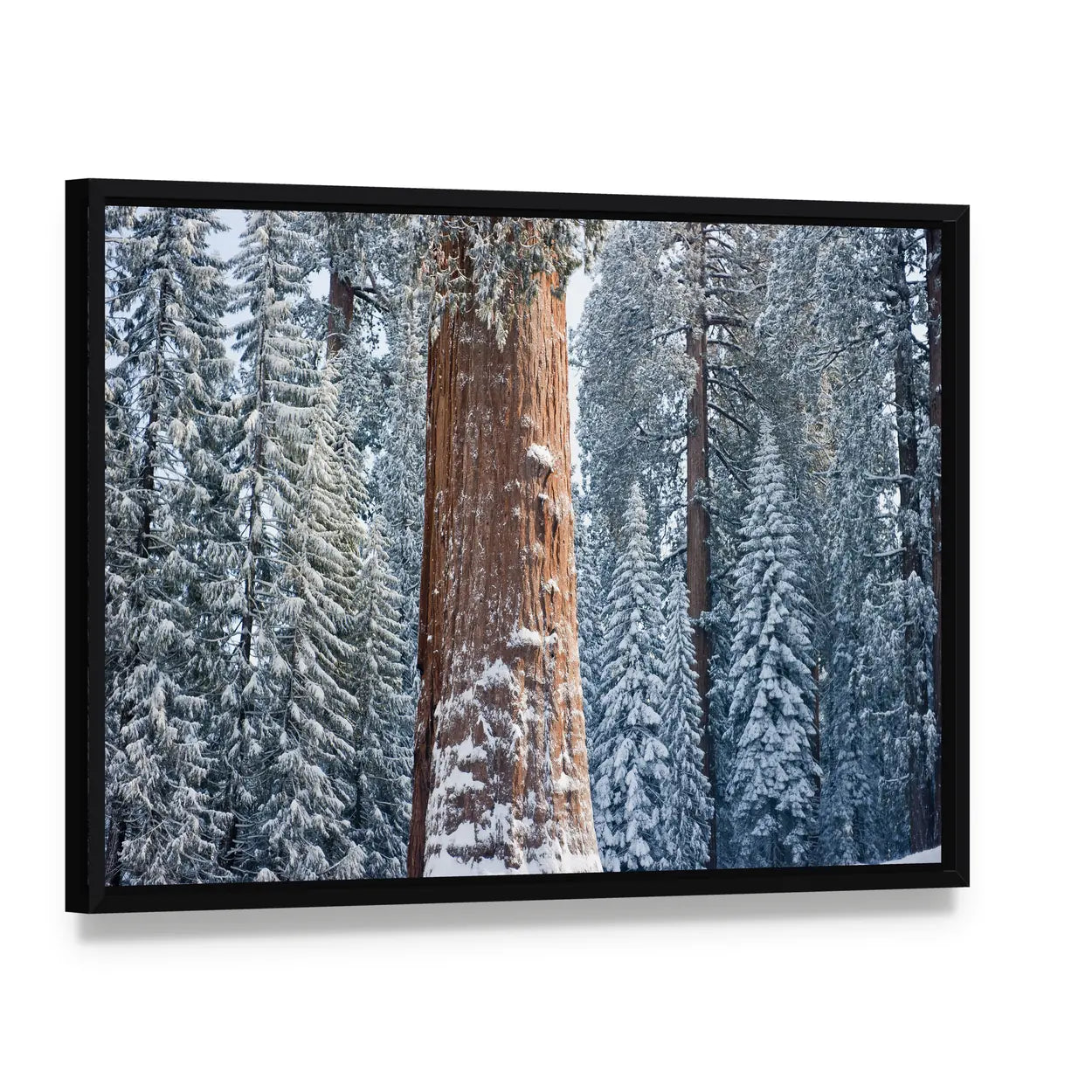 The Giant Sequoia Tree Covered In Snow Canvas Wall Art, framed canvas in a black floater frame, angled product view