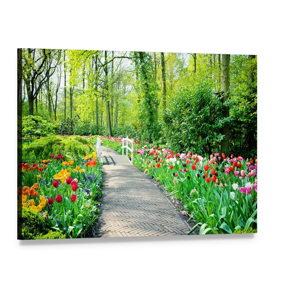 Multicolored Tulips in Keukenhof Gardens Canvas Wall Art, single panel gallery wrapped canvas, angled product view