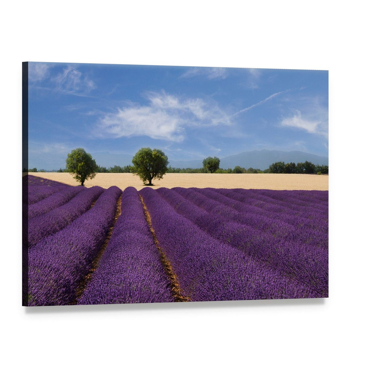 Lavender Field in France Canvas Wall Art, single panel gallery wrapped canvas, angled product view