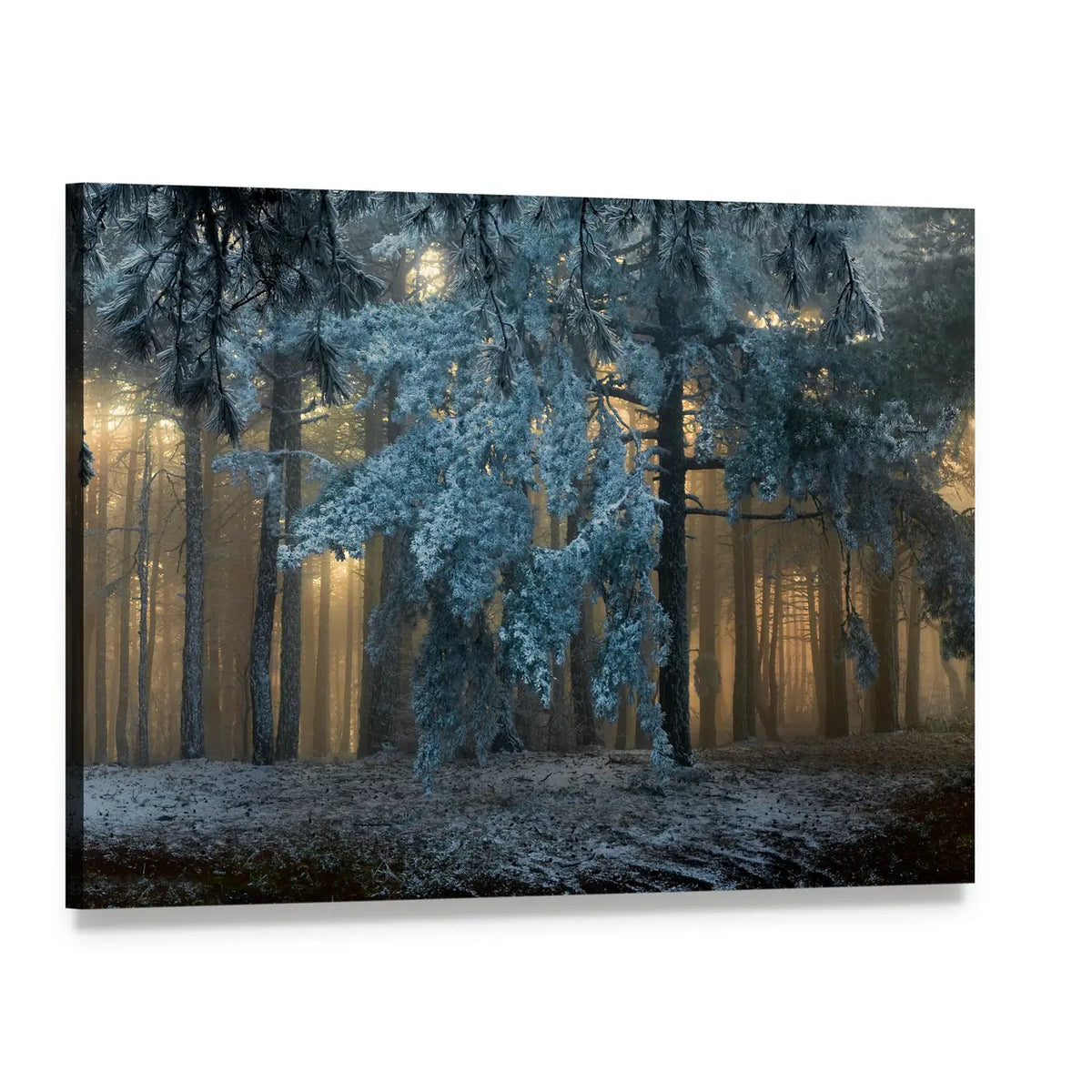 Fog In The forest In Uludag Turkey Canvas Wall Art, single panel gallery wrapped canvas, angled product view