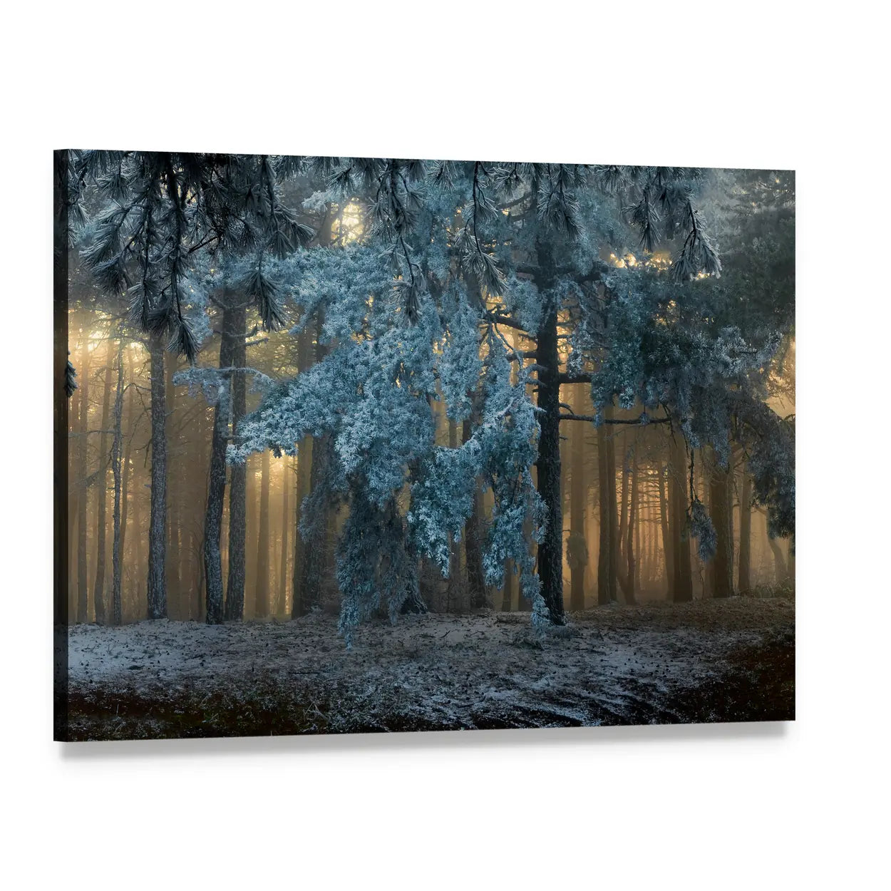 Fog In The forest In Uludag Turkey Canvas Wall Art, single panel gallery wrapped canvas, angled product view
