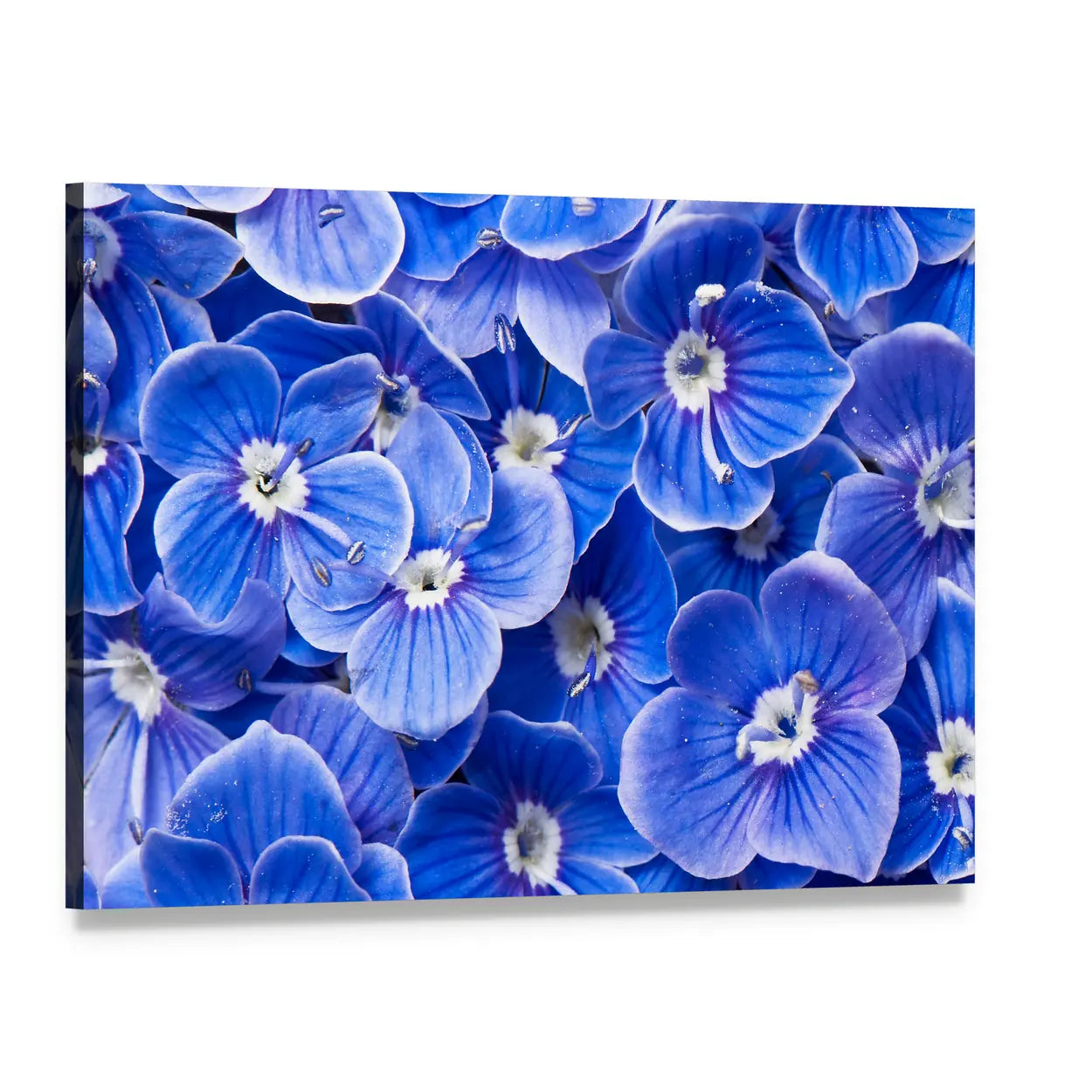 Blue Flowers Canvas Wall Art, single panel gallery wrapped canvas, angled product view