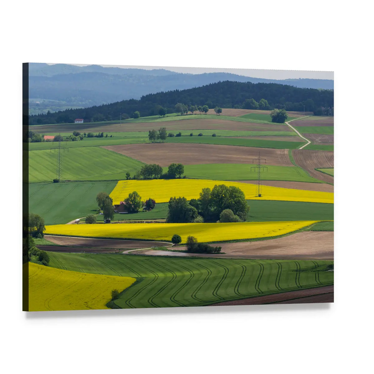 Spring Canola Fields Landscape Canvas Wall Art, single panel gallery wrapped canvas, angled product view