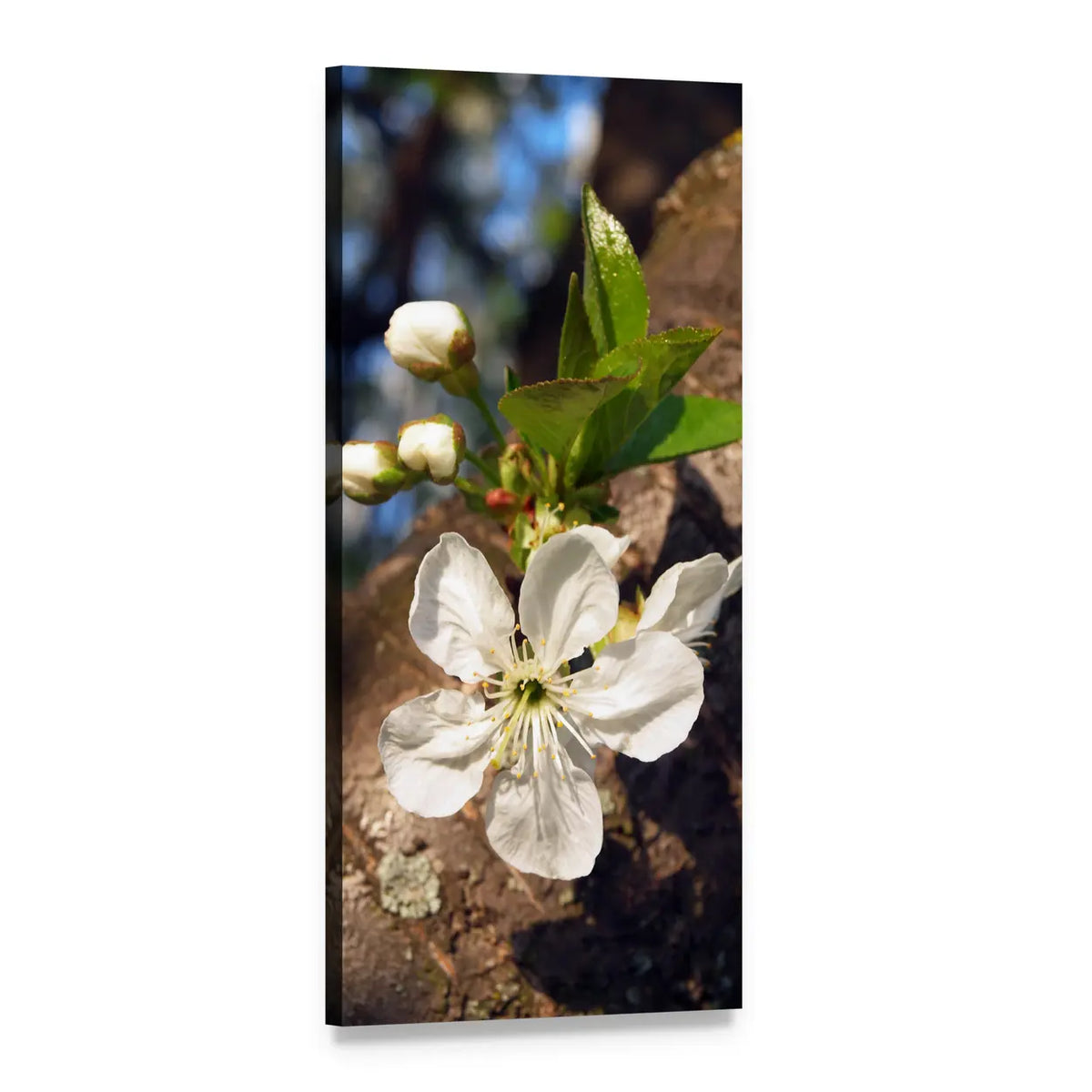 Meggyvirag Cherry Blossom Close-up Vertical Canvas Wall Art, 1 panel 1 Vertical layout gallery wrapped canvas set, angled product view