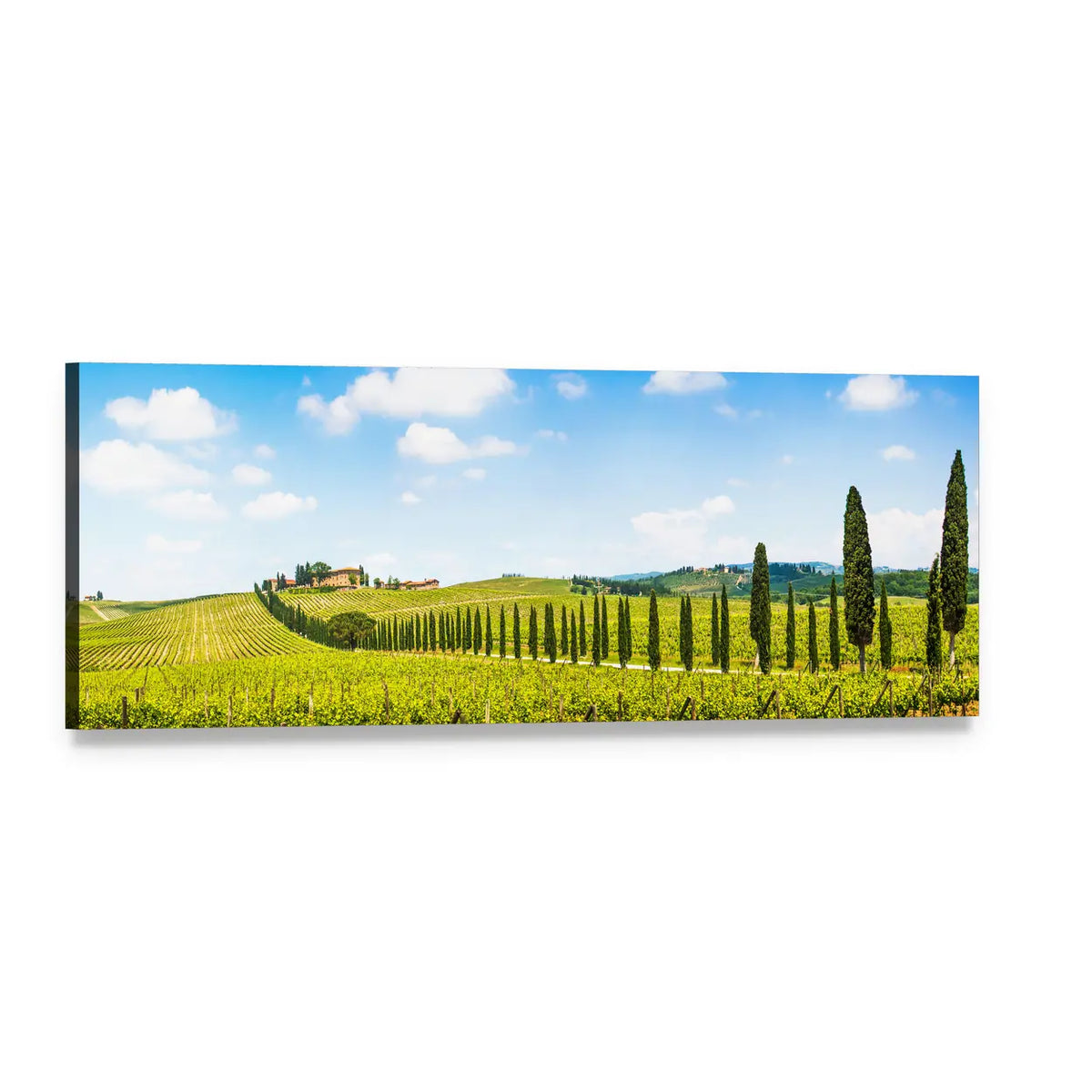 Tuscany Vineyard with Cypress Trees Panoramic Canvas Wall Art, single panel gallery wrapped canvas, angled product view