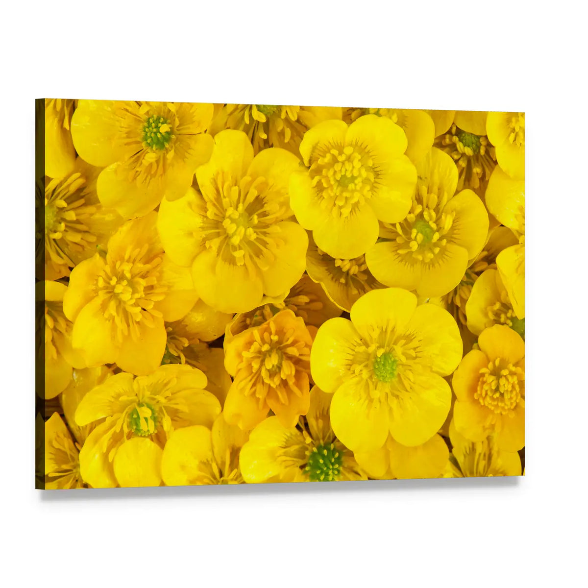 Yellow Wild Buttercups Canvas Wall Art, single panel gallery wrapped canvas, angled product view