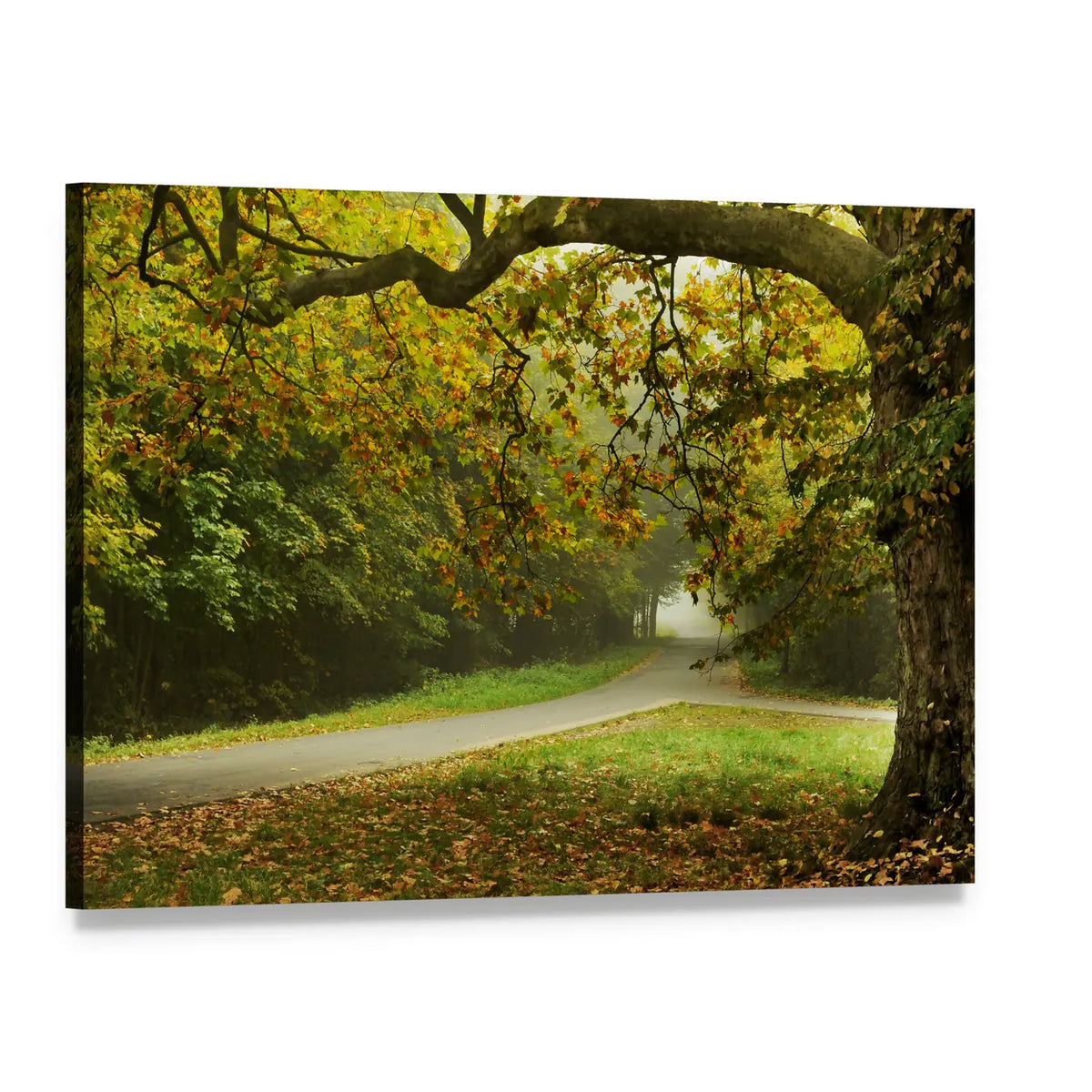 Misty Autumn Forked Path Canvas Wall Art, single panel gallery wrapped canvas, angled product view