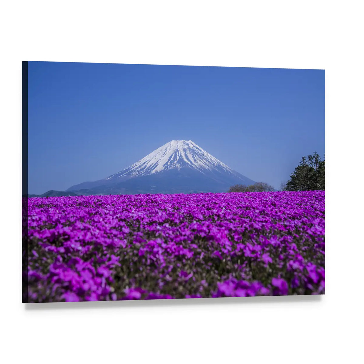 Mount Fuji in Spring Canvas Wall Art, single panel gallery wrapped canvas, angled product view