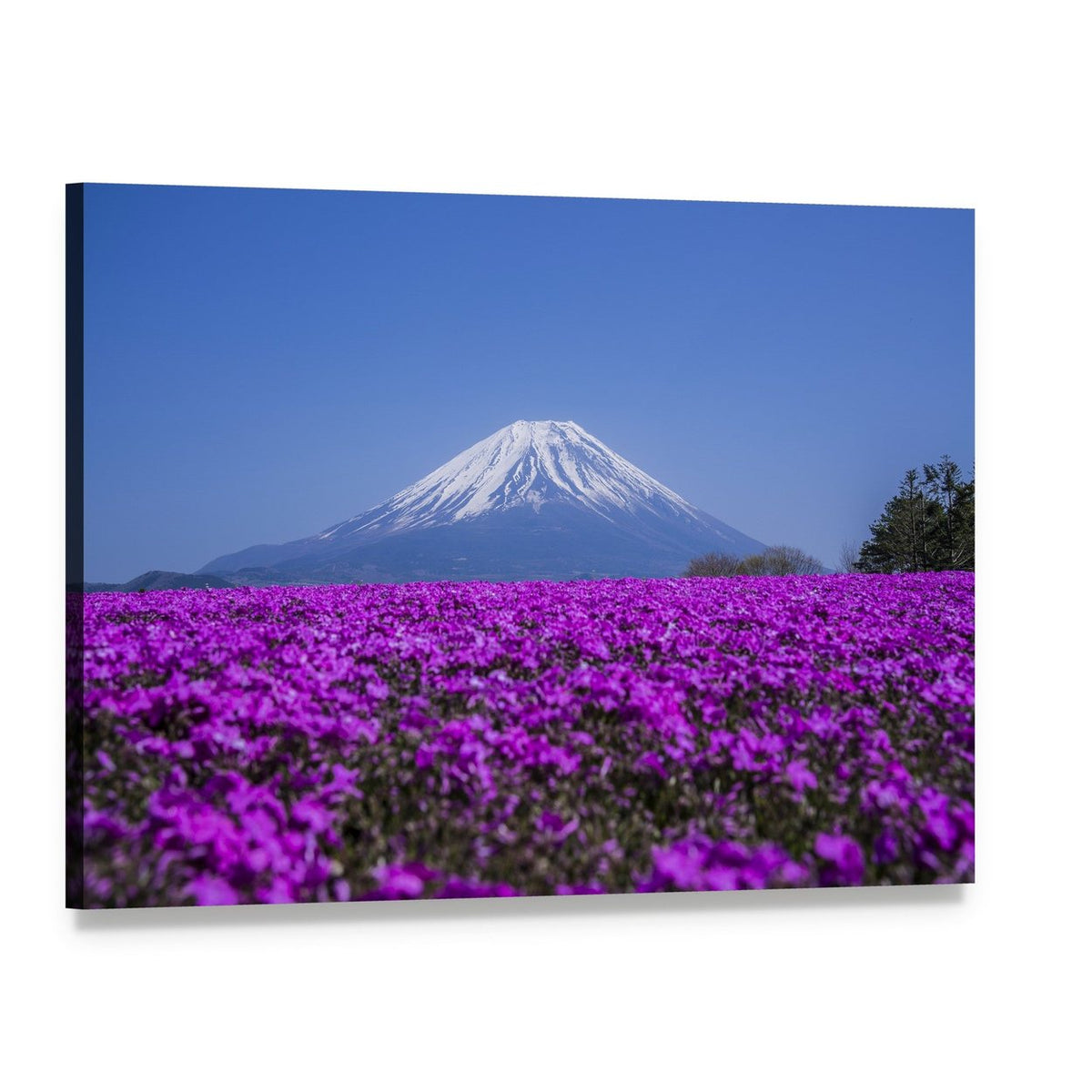 Mount Fuji with Spring Flowers Canvas Wall Art, single panel gallery wrapped canvas, angled product view