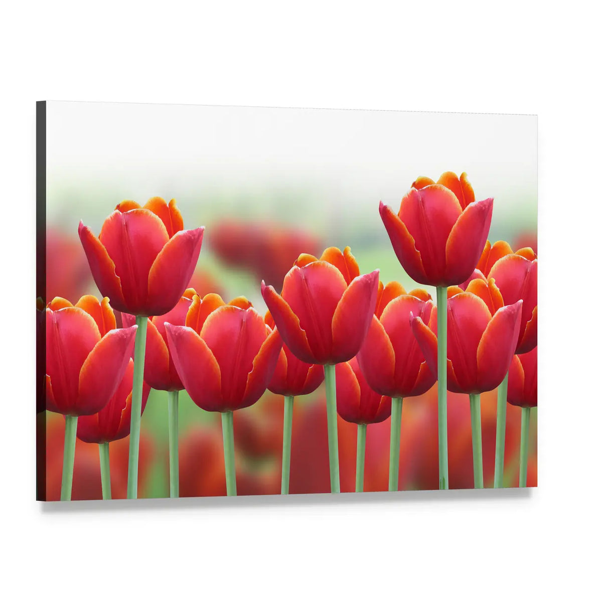 Spring Tulip Flower Canvas Wall Art, single panel gallery wrapped canvas, angled product view