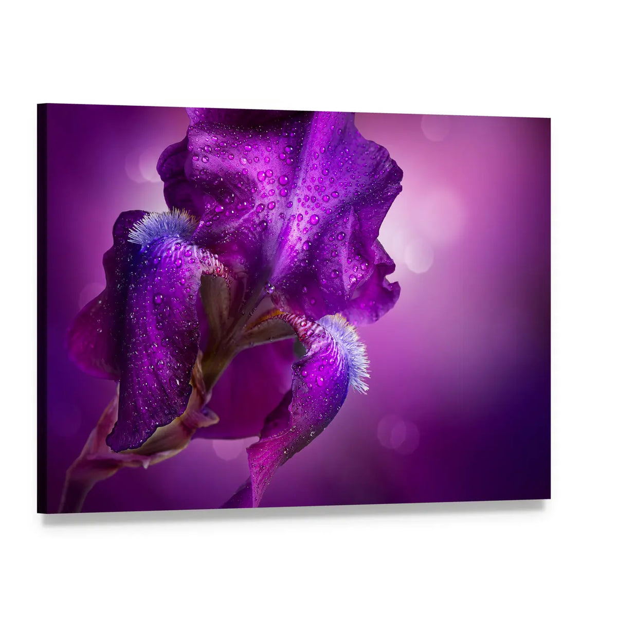 Bearded Iris Close-up with Dew Drops Canvas Wall Art, single panel gallery wrapped canvas, angled product view