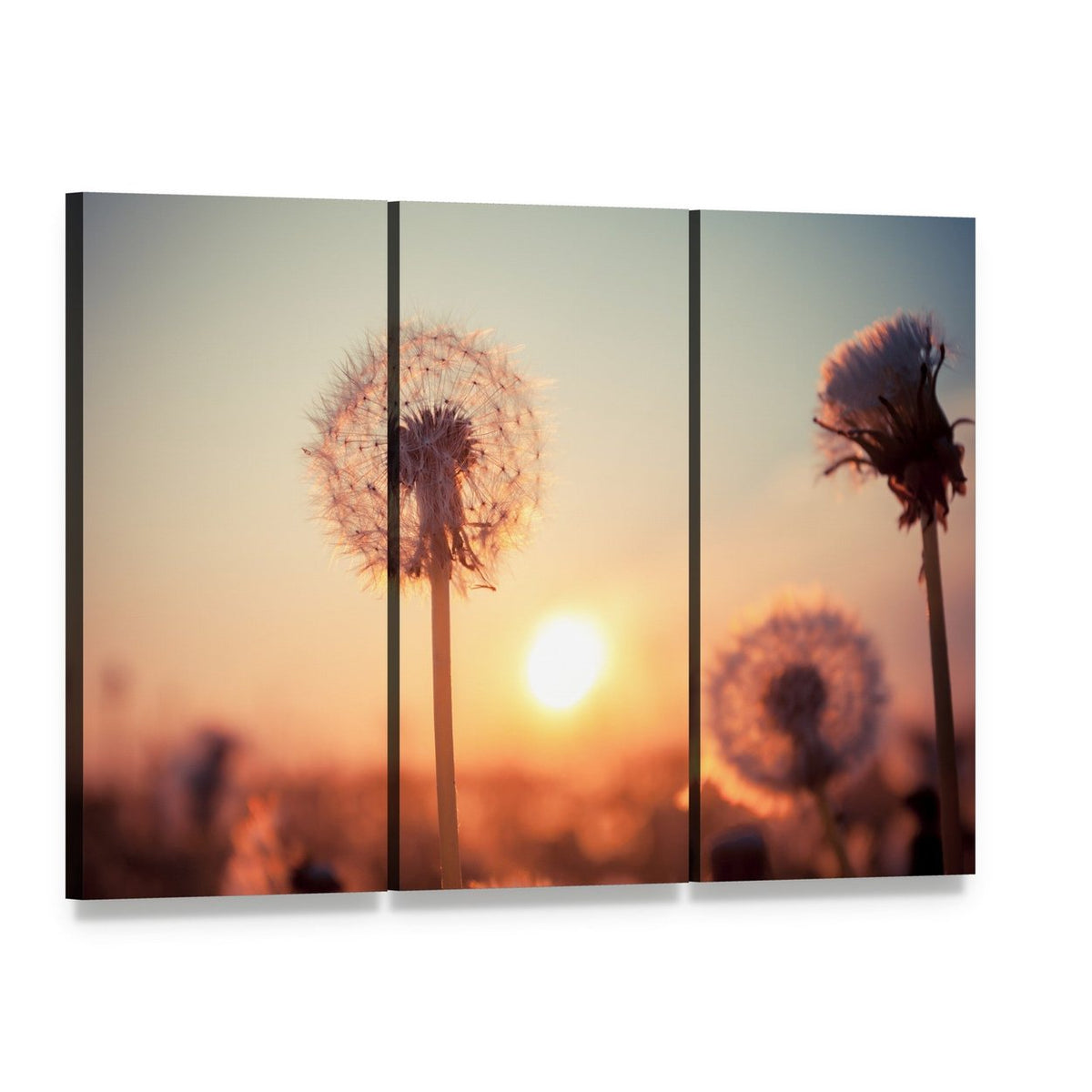 Dandelion Field at Summer Sunset Canvas Wall Art, 3 panel 3 Horizontal layout gallery wrapped canvas set, angled product view
