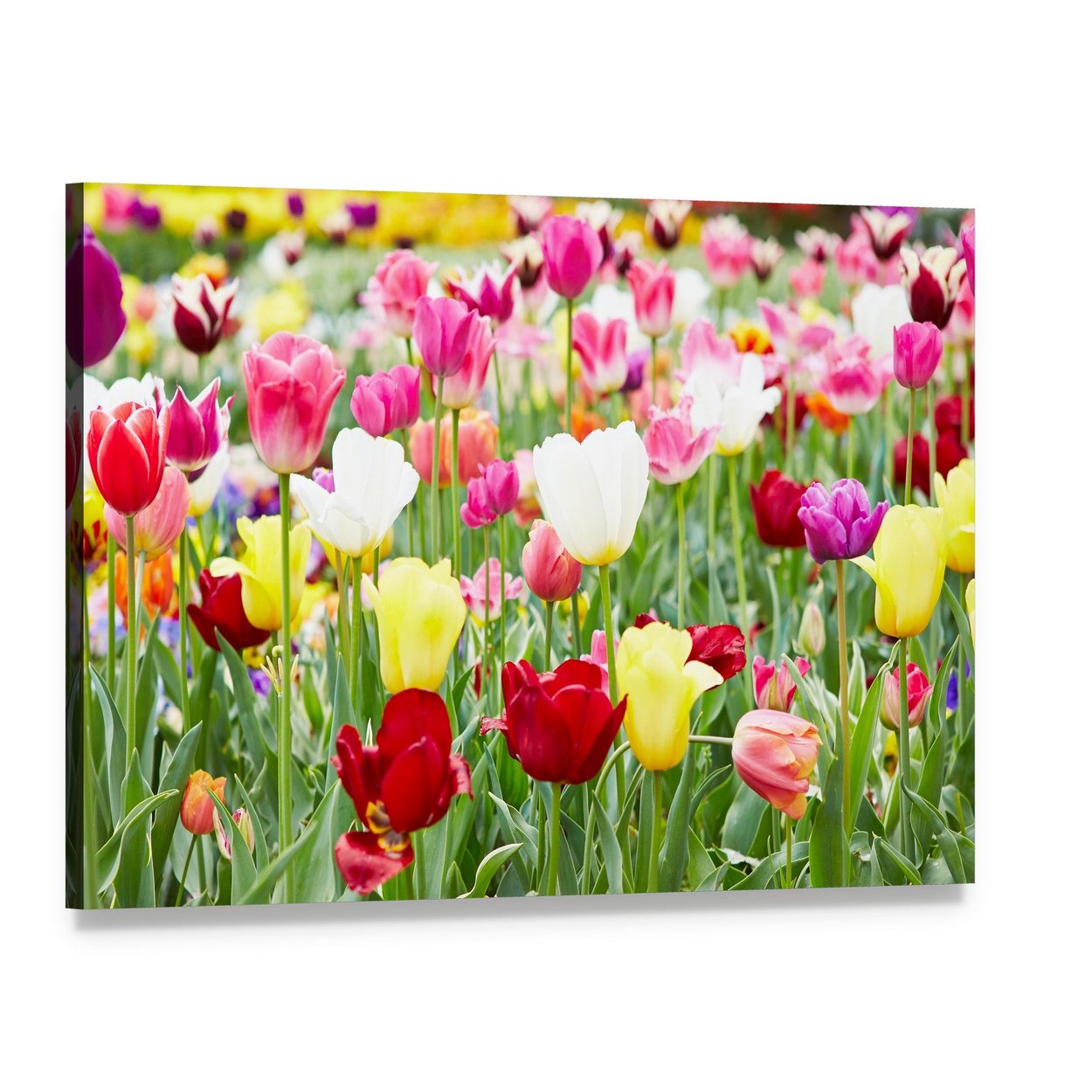 Blooming Tulips Canvas Wall Art, single panel gallery wrapped canvas, angled product view