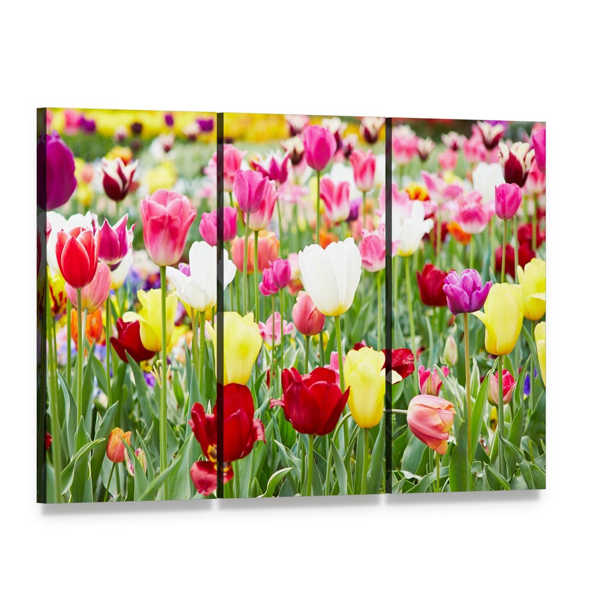 Blooming Tulips Canvas Wall Art, 3 panel 3 Horizontal layout gallery wrapped canvas set, angled product view
