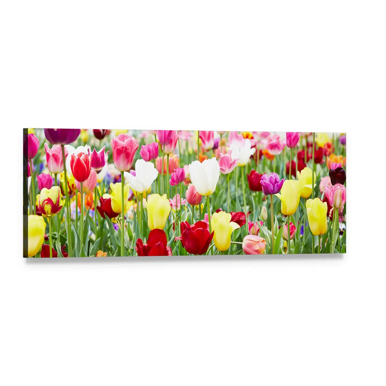 Blooming Field of Tulips Panoramic Canvas Wall Art, single panel gallery wrapped canvas, angled product view