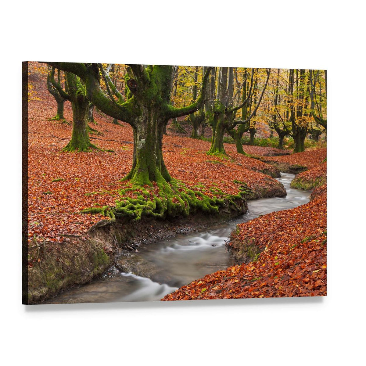 Autumn Forest Stream with Mossy Trees Canvas Wall Art, single panel gallery wrapped canvas, angled product view