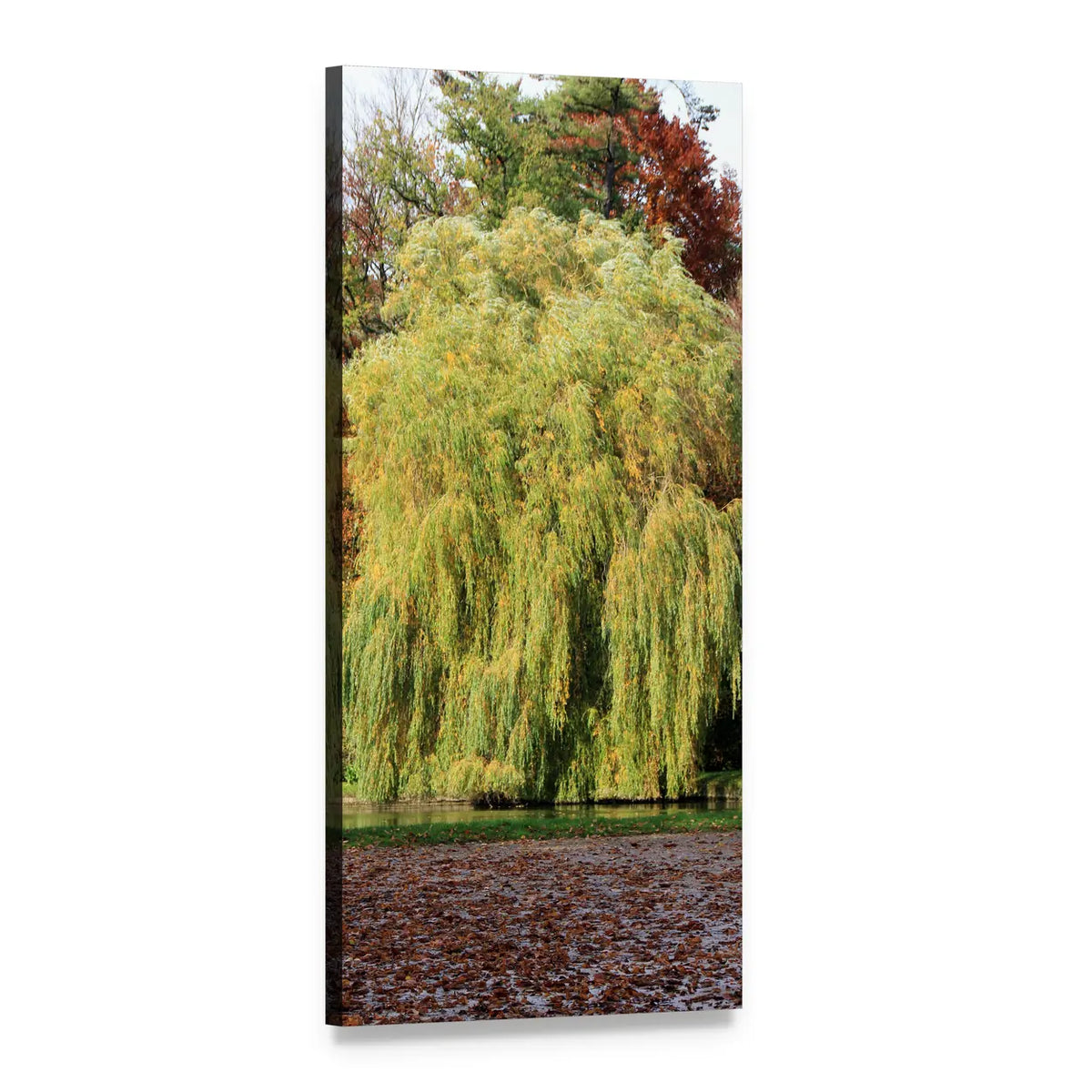 Weeping Willow Over Leaf-covered Water Vertical Canvas Wall Art, 1 panel 1 Vertical layout gallery wrapped canvas set, angled product view