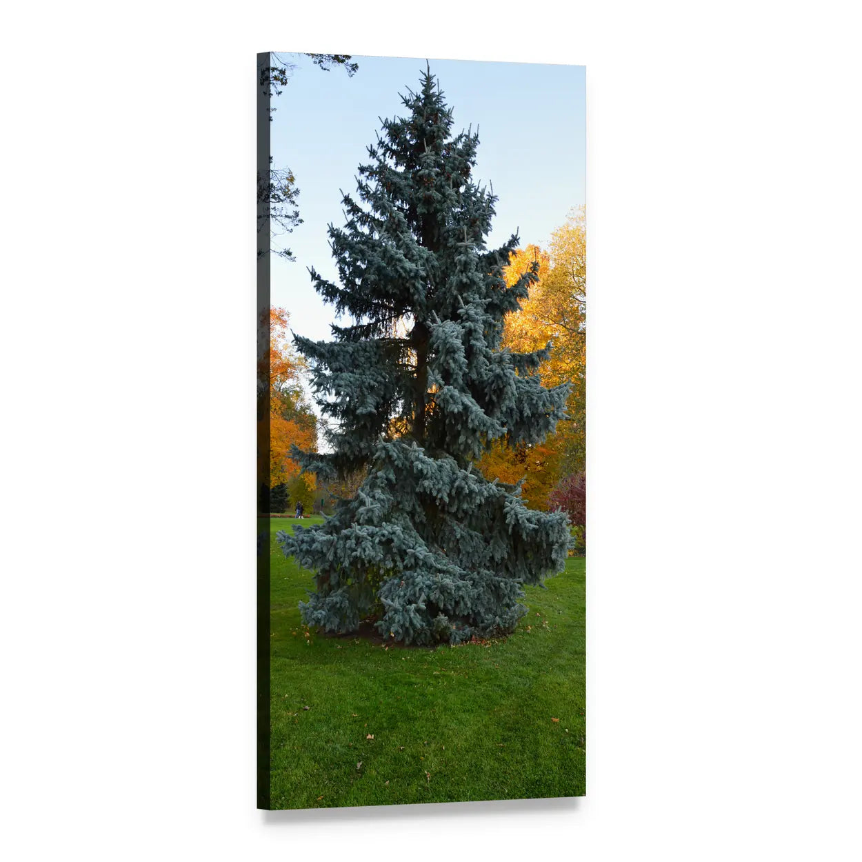 Blue Spruce in Autumn Landscape Vertical Canvas Wall Art, 1 panel 1 Vertical layout gallery wrapped canvas set, angled product view