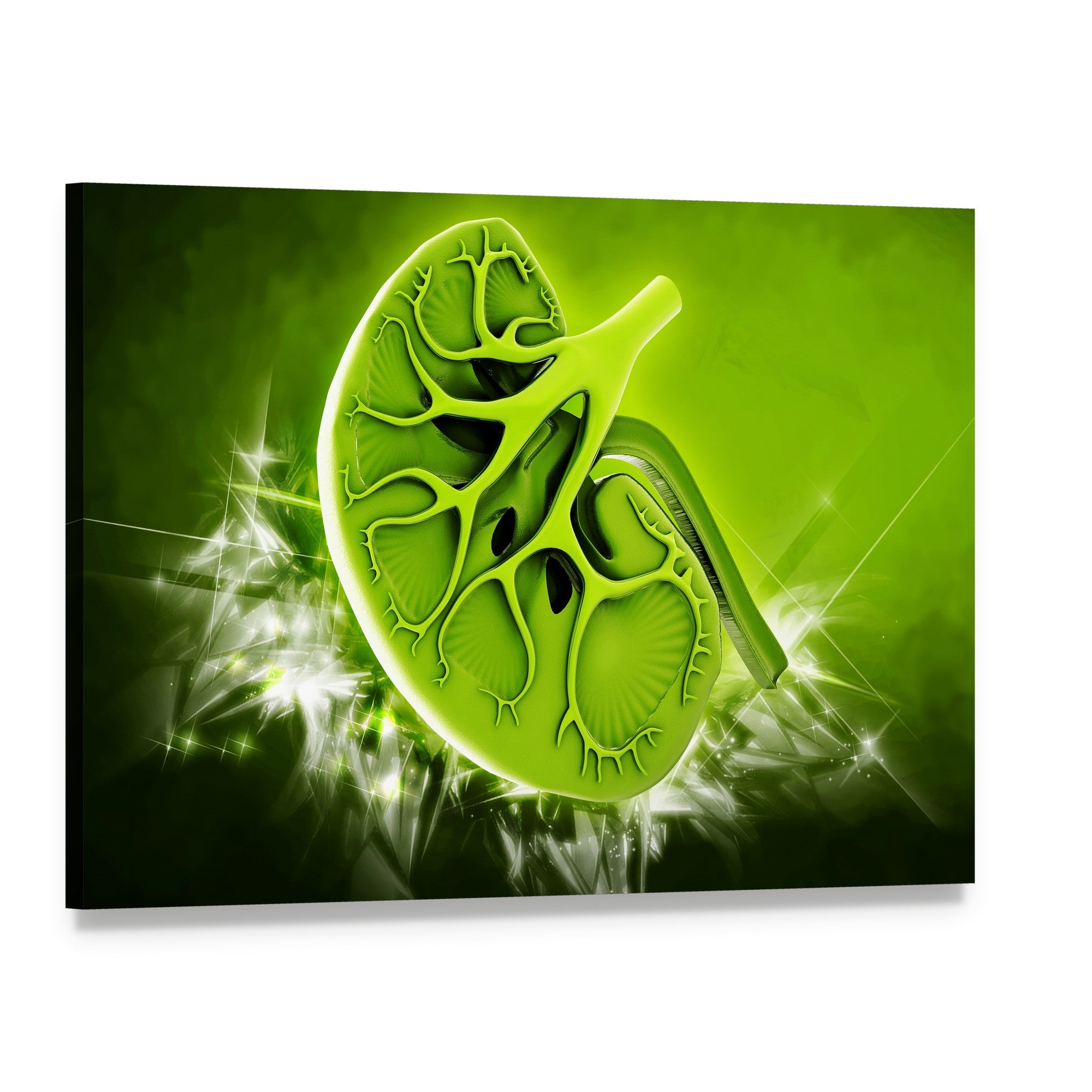 Human Kidney Cross-section Illustration Canvas Wall Art, single panel gallery wrapped canvas, angled product view