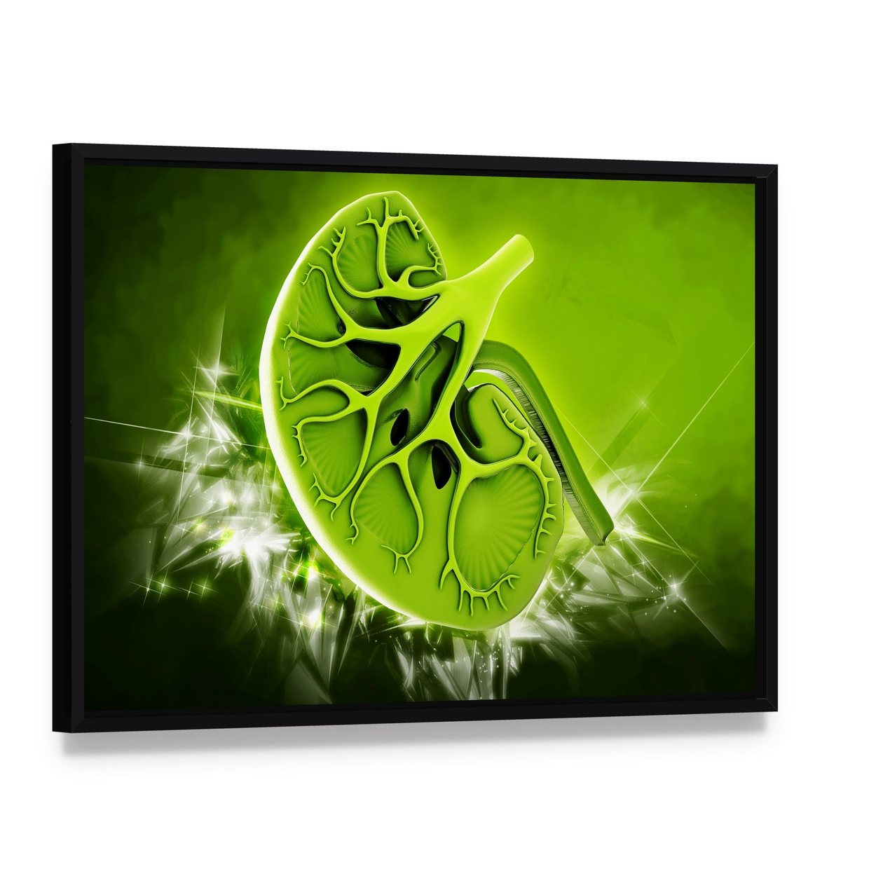Human Kidney Cross-section Illustration Canvas Wall Art, framed canvas in a black floater frame, angled product view