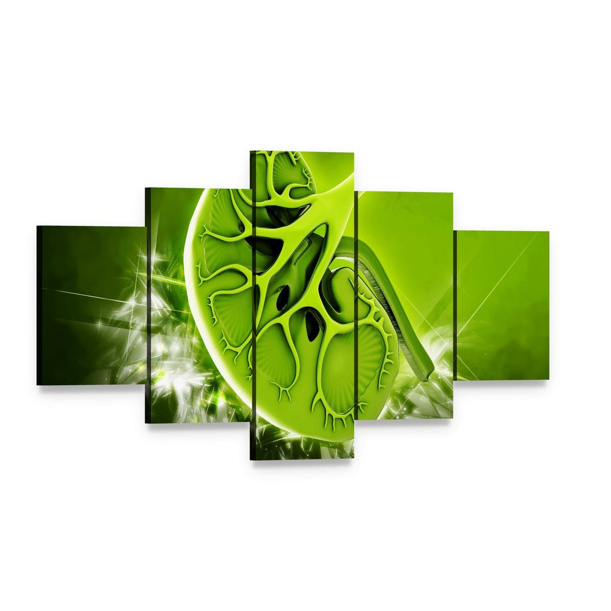 Human Kidney Cross-section Illustration Canvas Wall Art, 5 panel 5 Star layout gallery wrapped canvas set, angled product view