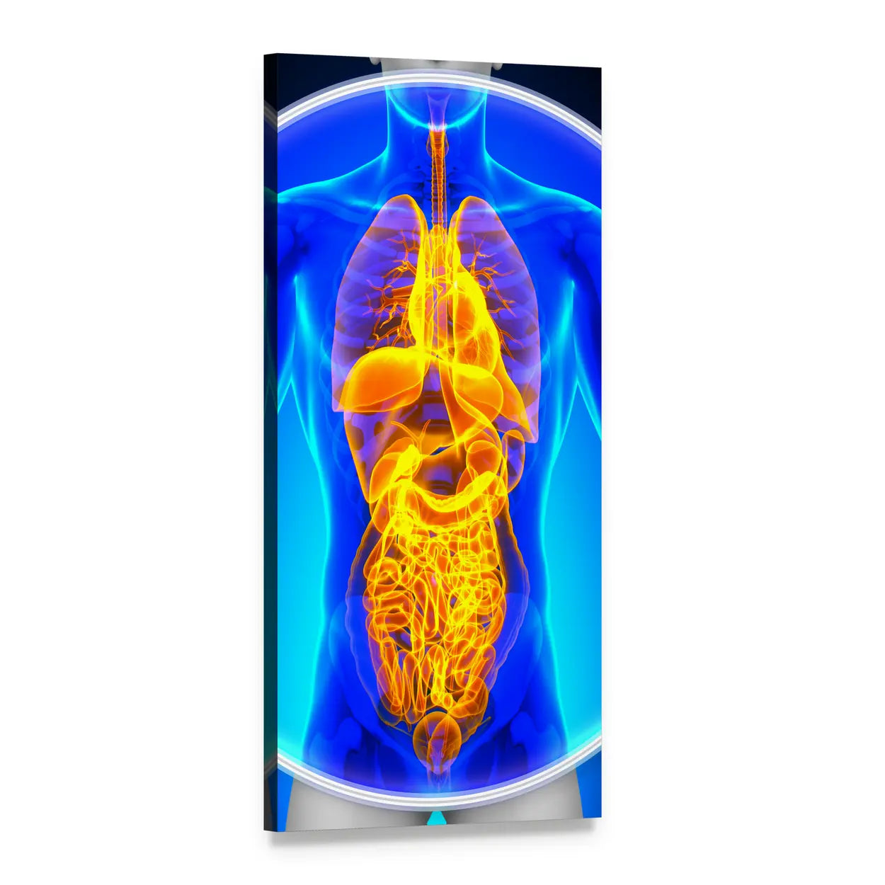 X-ray Scan of Internal Organs Vertical Canvas Wall Art, 1 panel 1 Vertical layout gallery wrapped canvas set, angled product view
