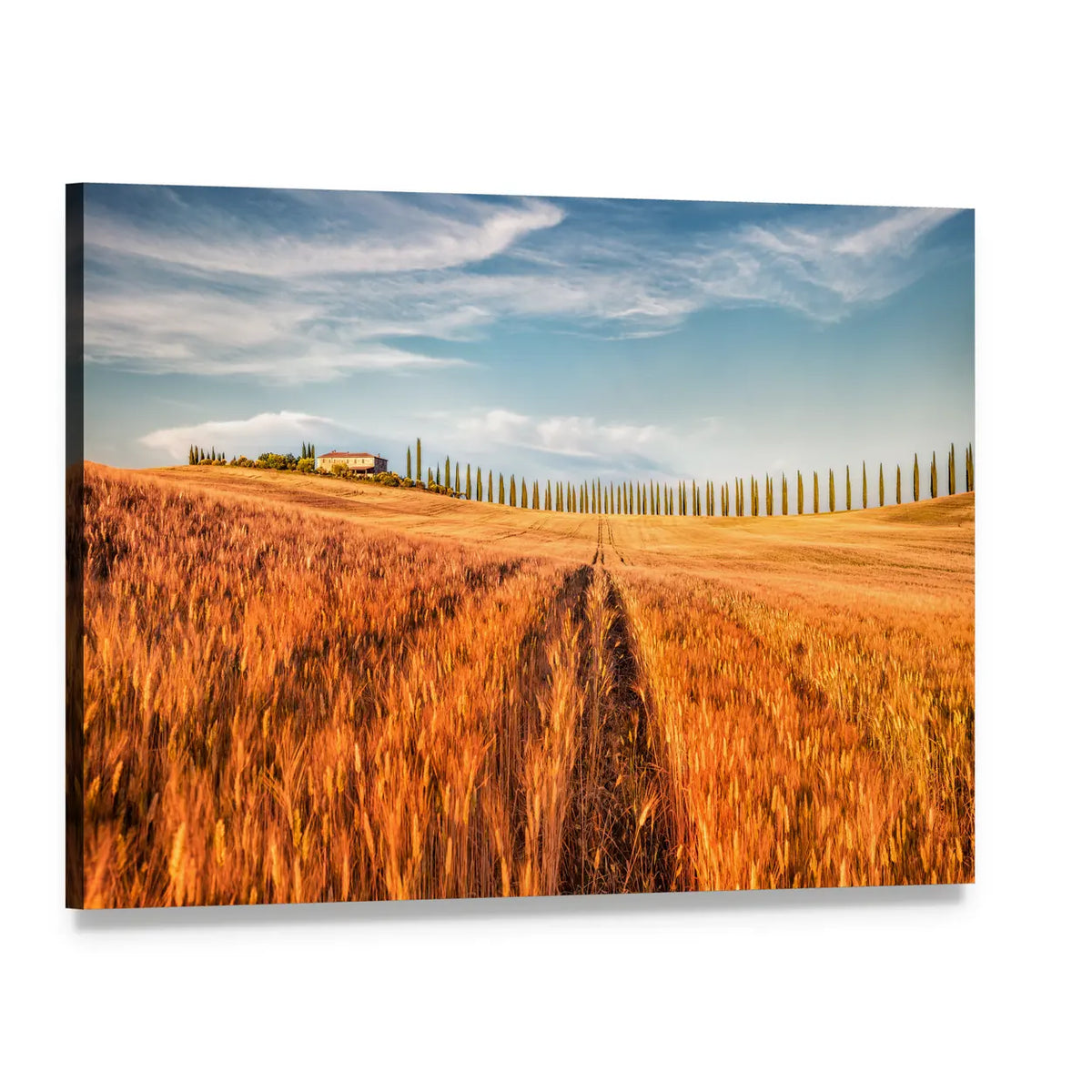 Wheat Field In Tuscany Canvas Wall Art, single panel gallery wrapped canvas, angled product view