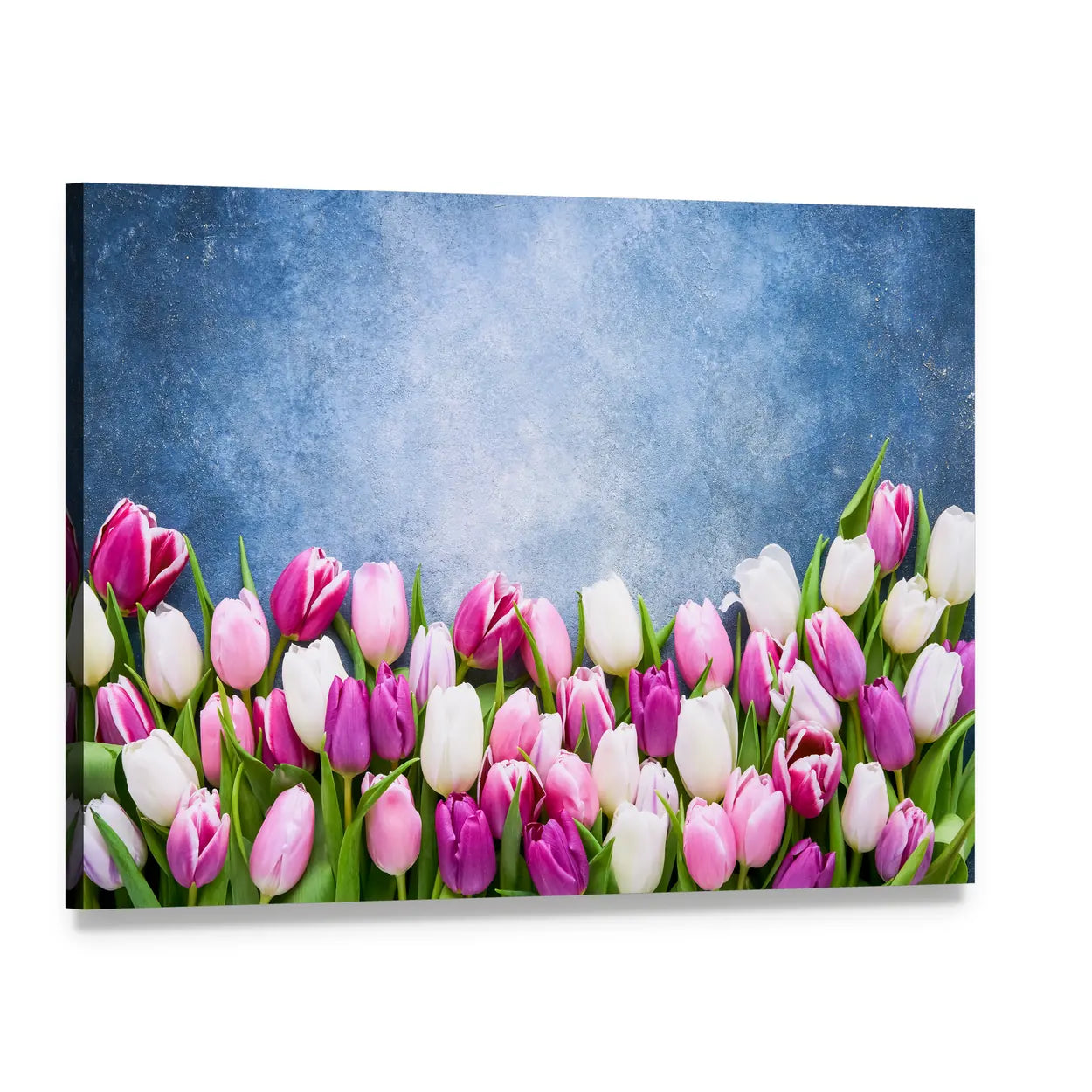 Border Of Pink And White Tulips Canvas Wall Art, single panel gallery wrapped canvas, angled product view