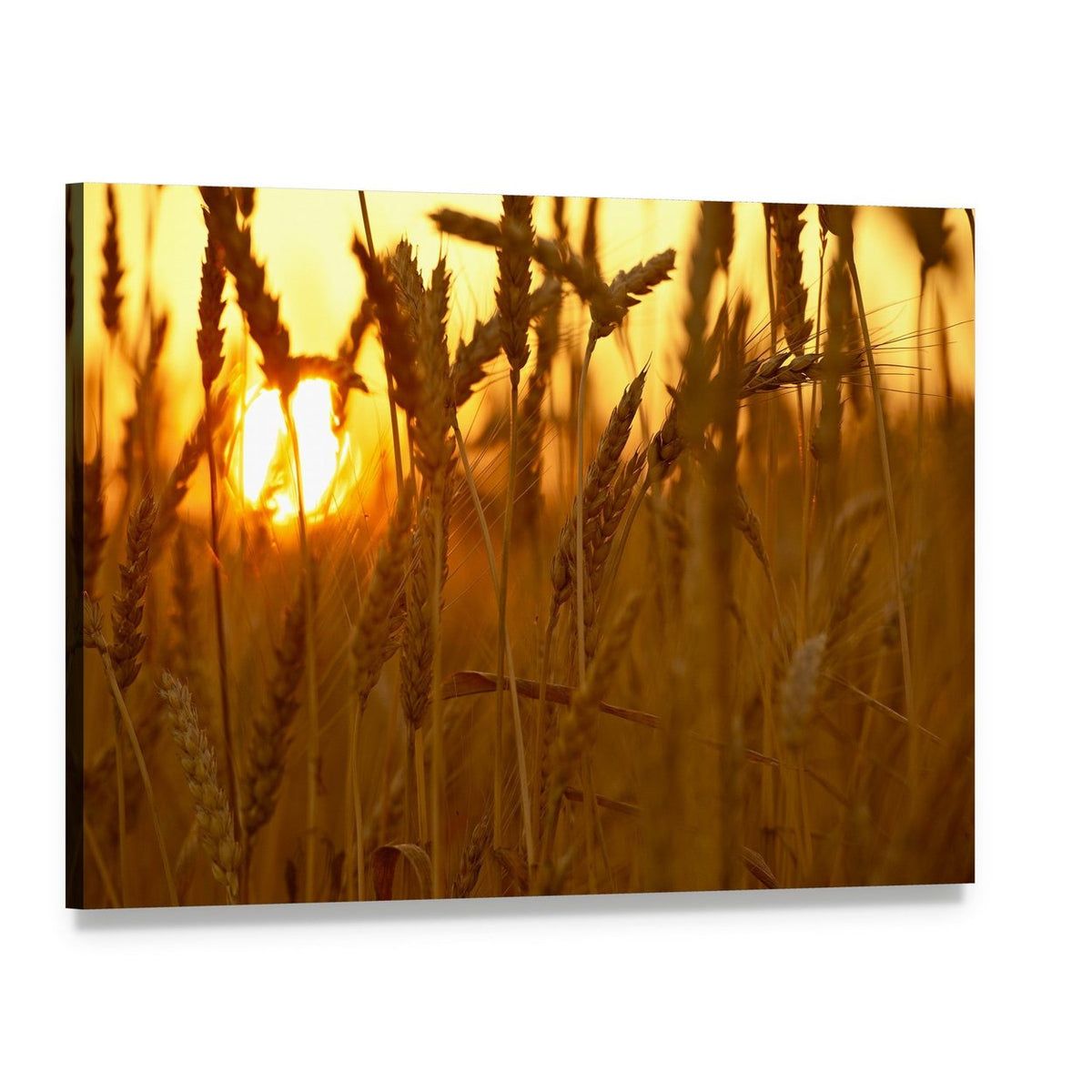 Wheat Crops in Sunset Closeup Canvas Wall Art, single panel gallery wrapped canvas, angled product view