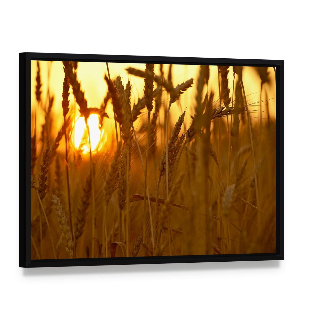 Wheat Crops in Sunset Closeup Canvas Wall Art, framed canvas in a black floater frame, angled product view