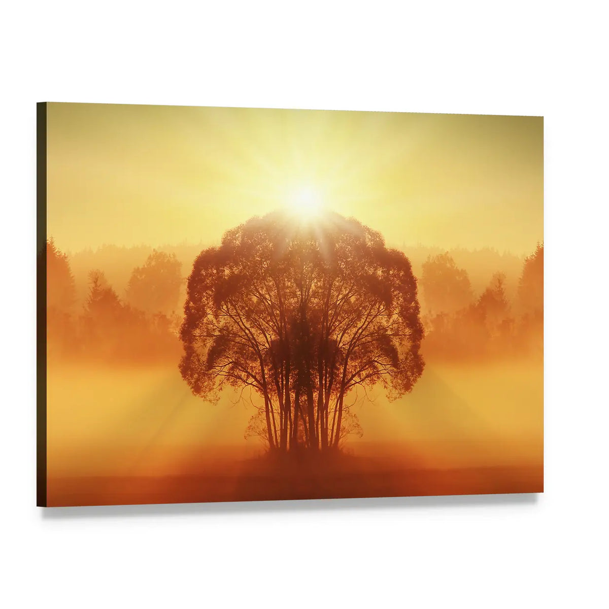 Lone Tree in Golden Morning Mist Canvas Wall Art, single panel gallery wrapped canvas, angled product view