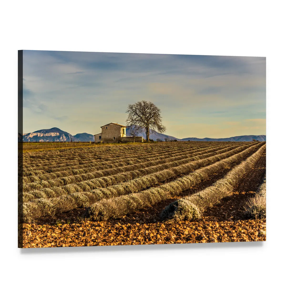 Unharvested Lavender Field In Provence France Canvas Wall Art, single panel gallery wrapped canvas, angled product view