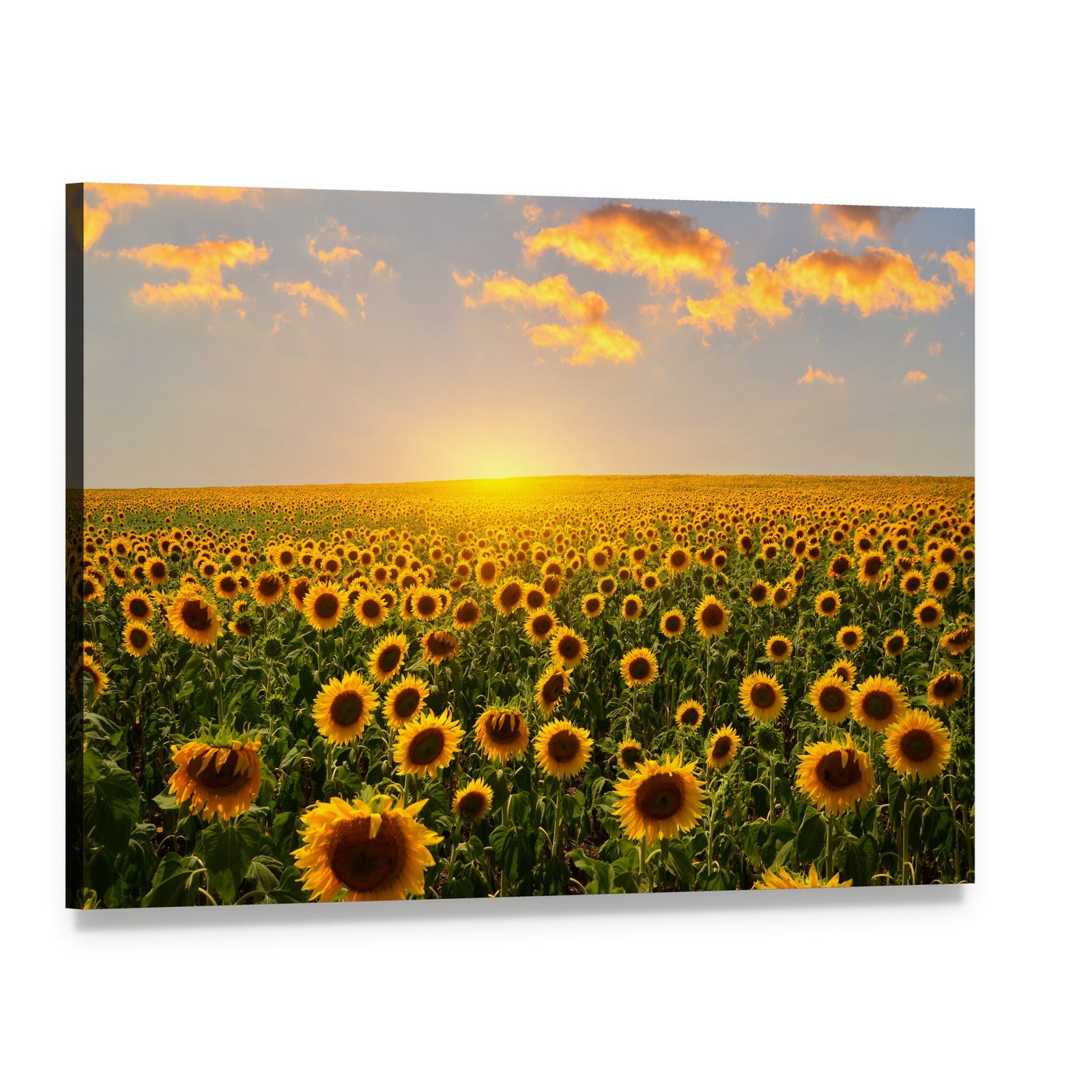 Blooming Sunflowers at Sunset Canvas Wall Art, single panel gallery wrapped canvas, angled product view