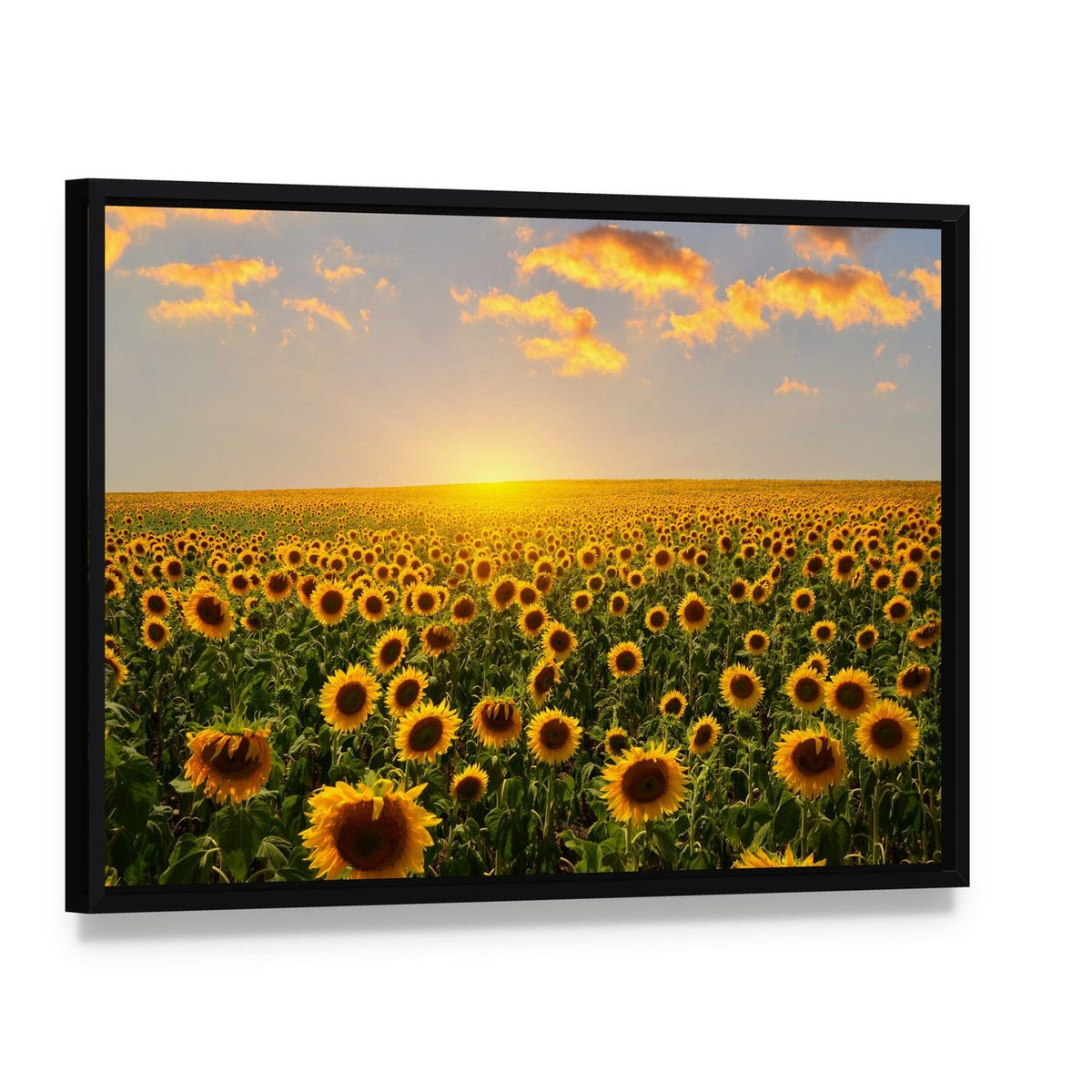 Blooming Sunflowers at Sunset Canvas Wall Art, framed canvas in a black floater frame, angled product view