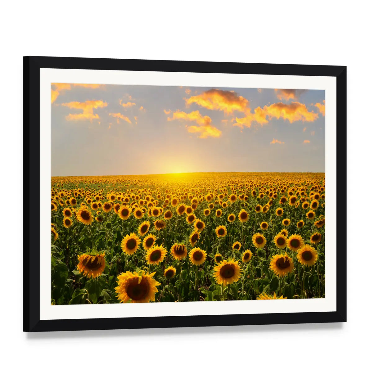 Blooming Sunflowers at Sunset Canvas Wall Art, framed print with white mat and black frame, angled product view