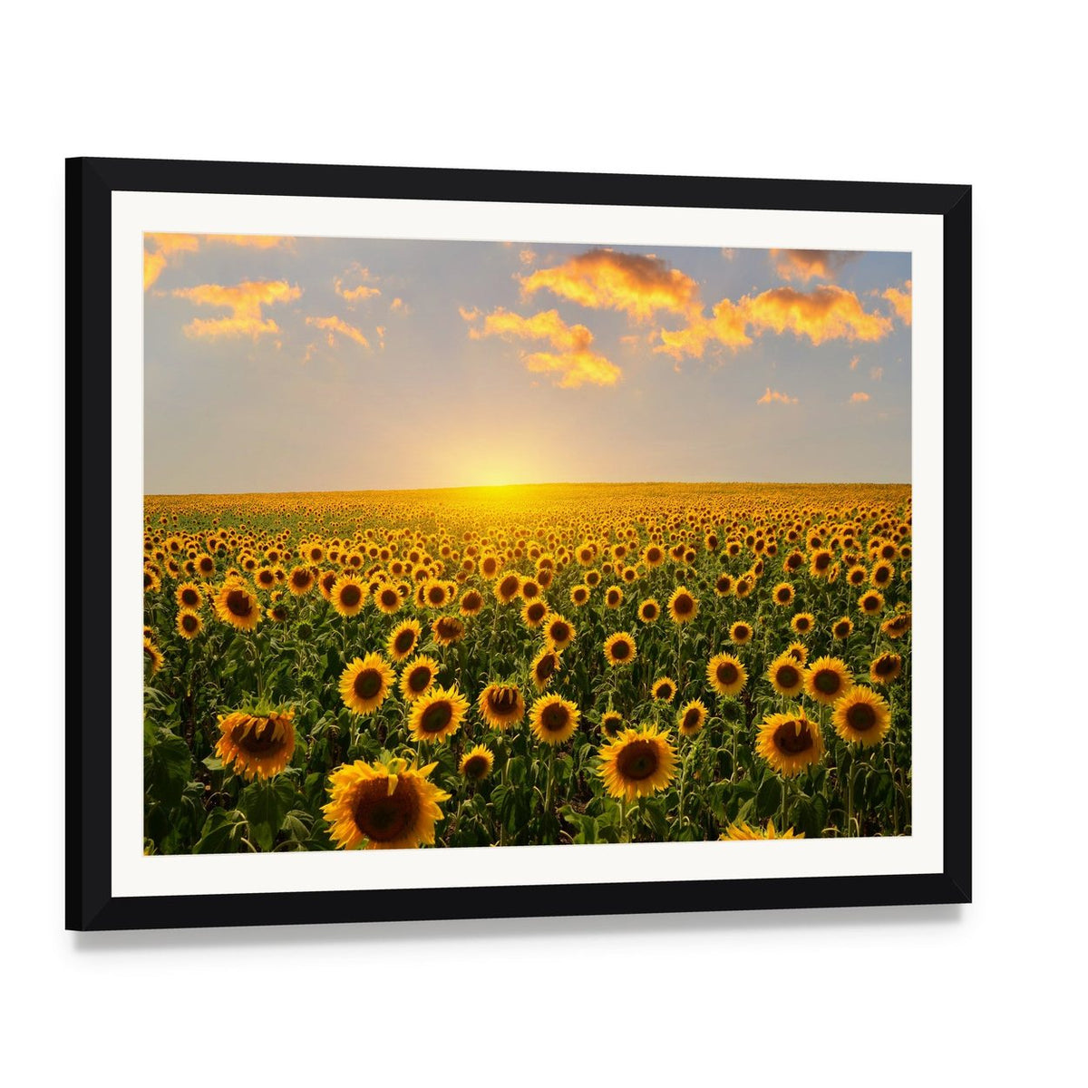 Blooming Sunflowers at Sunset Canvas Wall Art, framed print with white mat and black frame, angled product view
