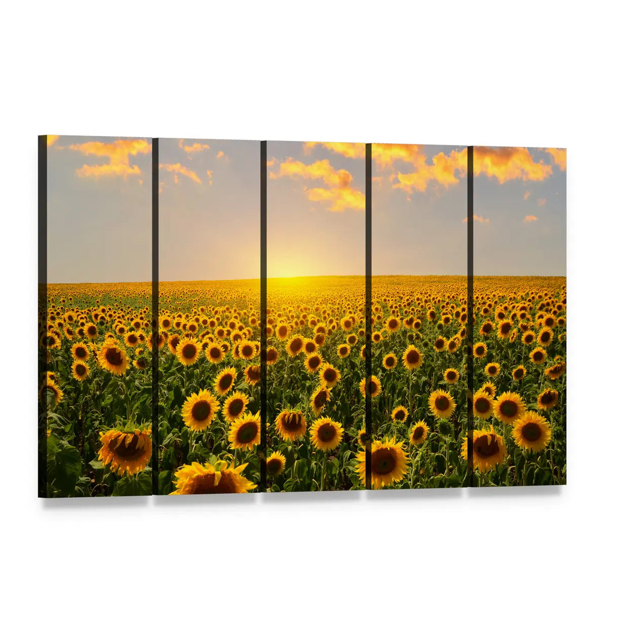 Blooming Sunflowers at Sunset Canvas Wall Art, 5 panel 5 Horizontal layout gallery wrapped canvas set, angled product view