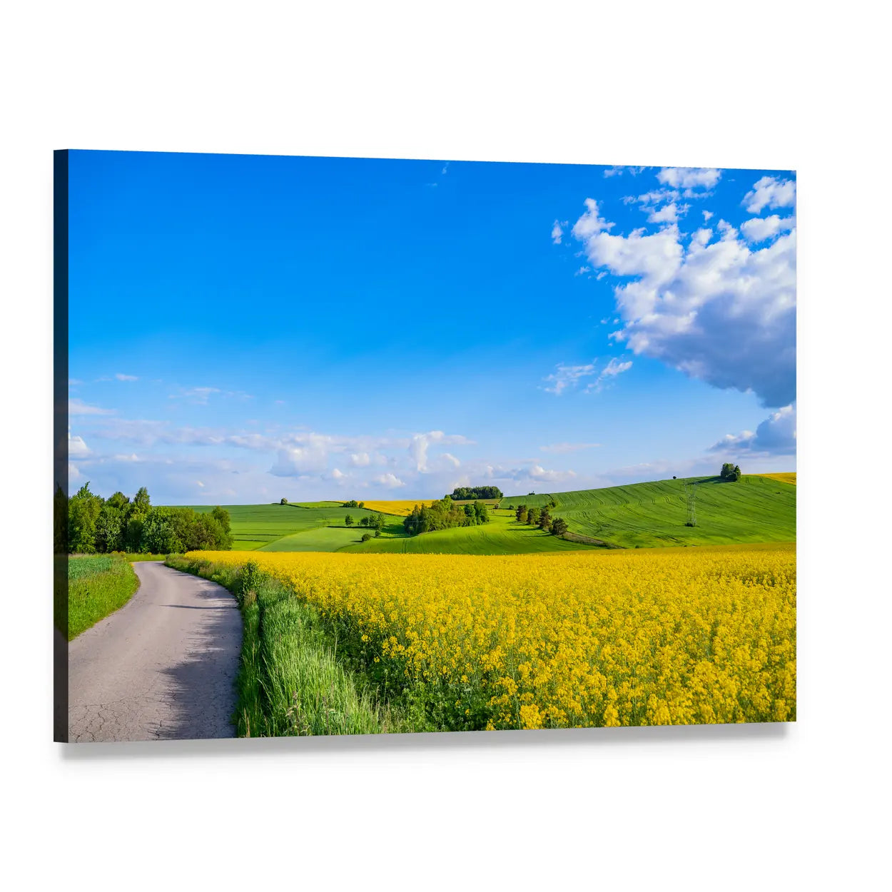 Oilseed field In Italian Countryside Canvas Wall Art, single panel gallery wrapped canvas, angled product view